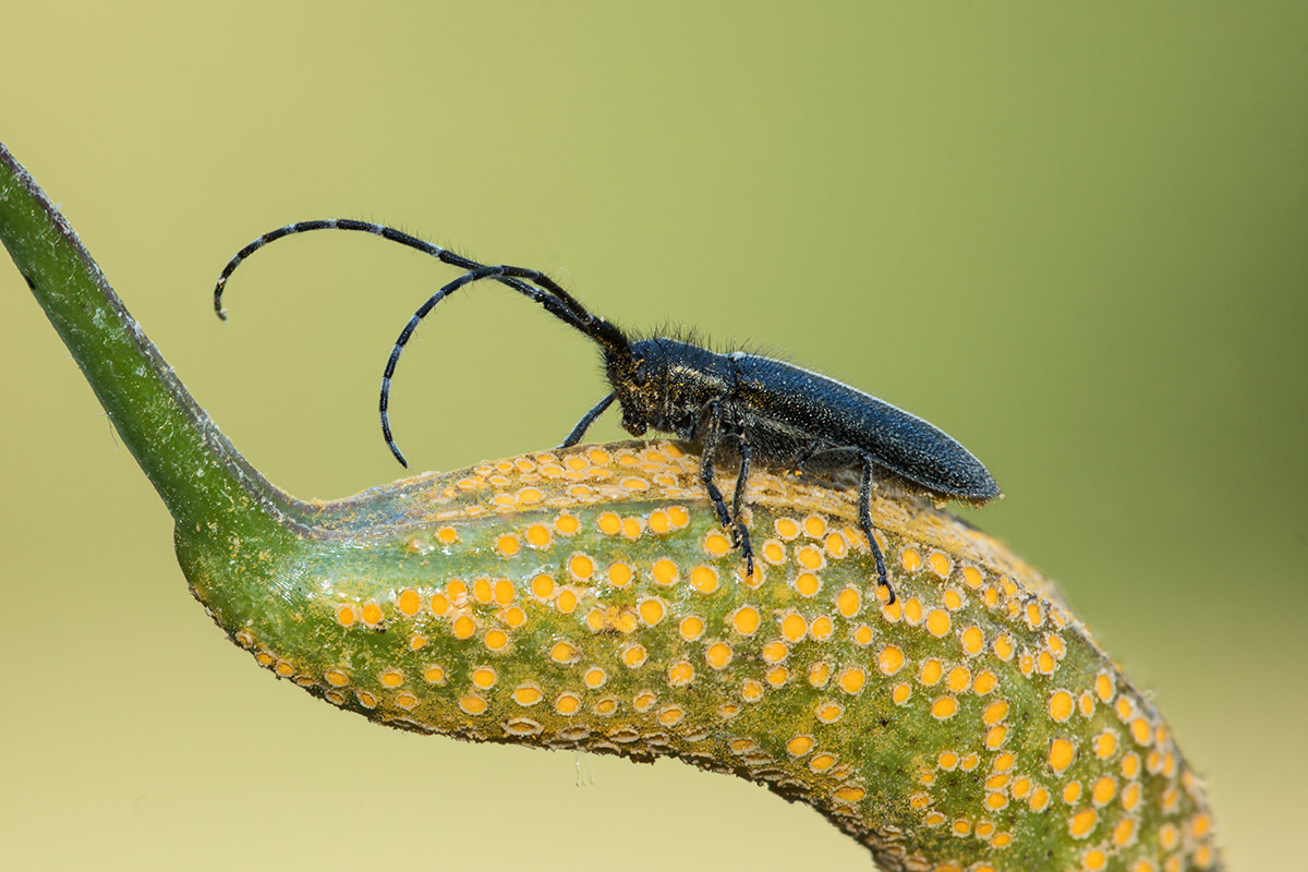 Cerambycidae: Agapanthia cardui